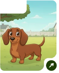 dachshund